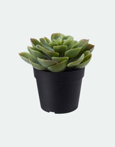 Fejka artificial plant